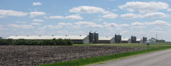 Schieffert Farms